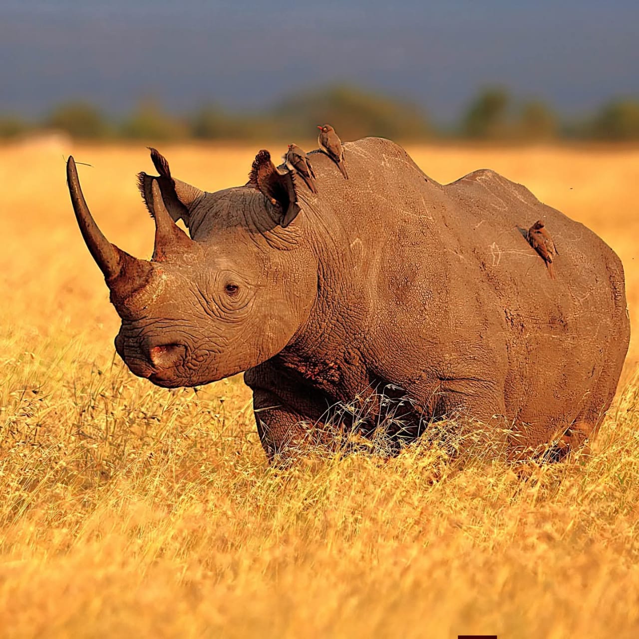 The black rhinocerous or hook-lipped rhinoceros "Diceros Bicornis